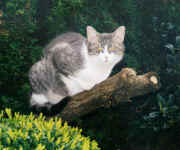 mink99-1.jpg (76488 Byte)