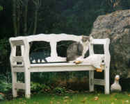 mink99-2.jpg (64955 Byte)