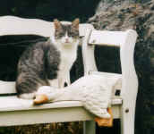 mink99-3.jpg (56183 Byte)