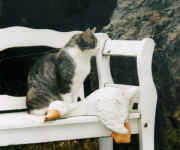 mink99-4.jpg (55456 Byte)