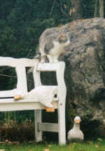 mink99-5.jpg (30658 Byte)