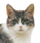 mink99-6.jpg (6494 Byte)